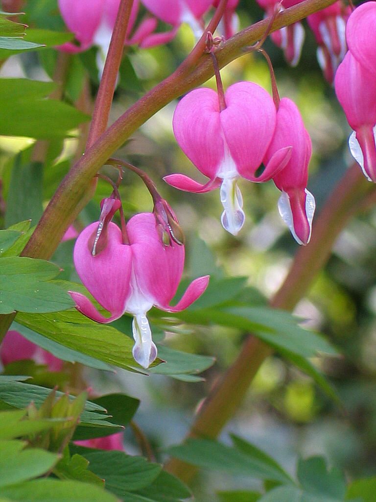 What's blooming? Bleeding Hearts - Flyboy Naturals, Inc