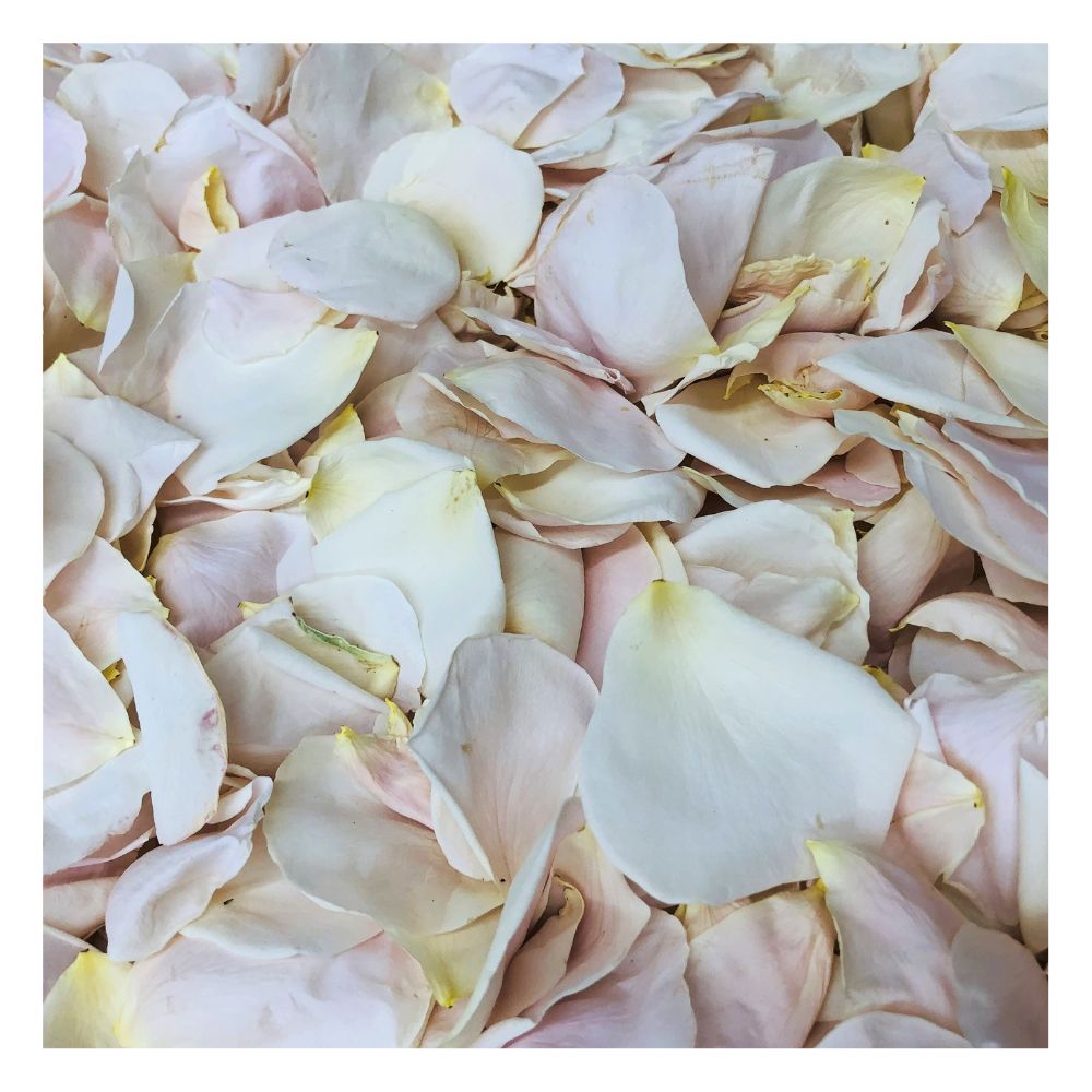 How to Use Biodegradable Rose Petals for Weddings