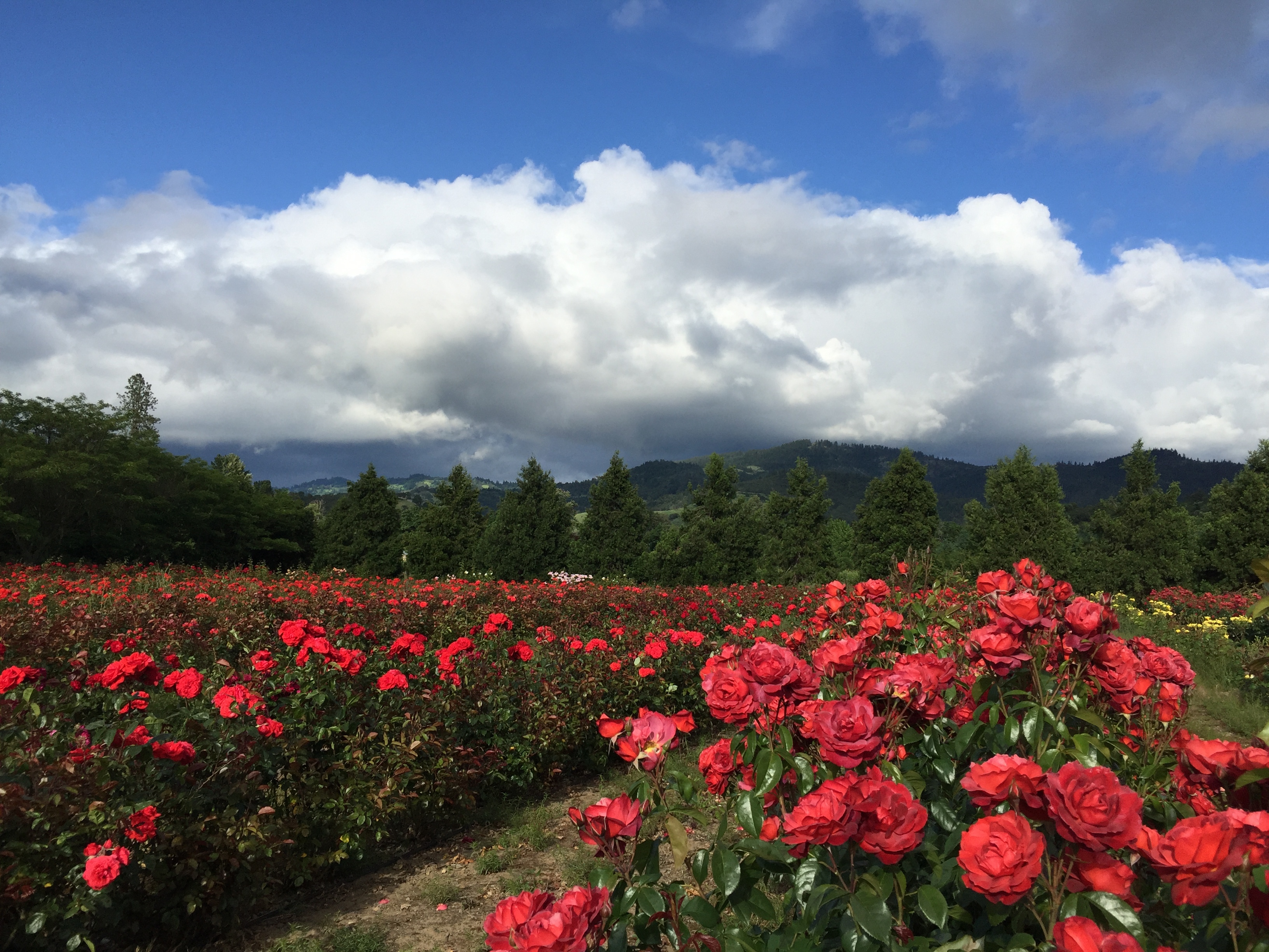 One of the Red Rose fields at Flyboy Naturals Oregon Family Farm